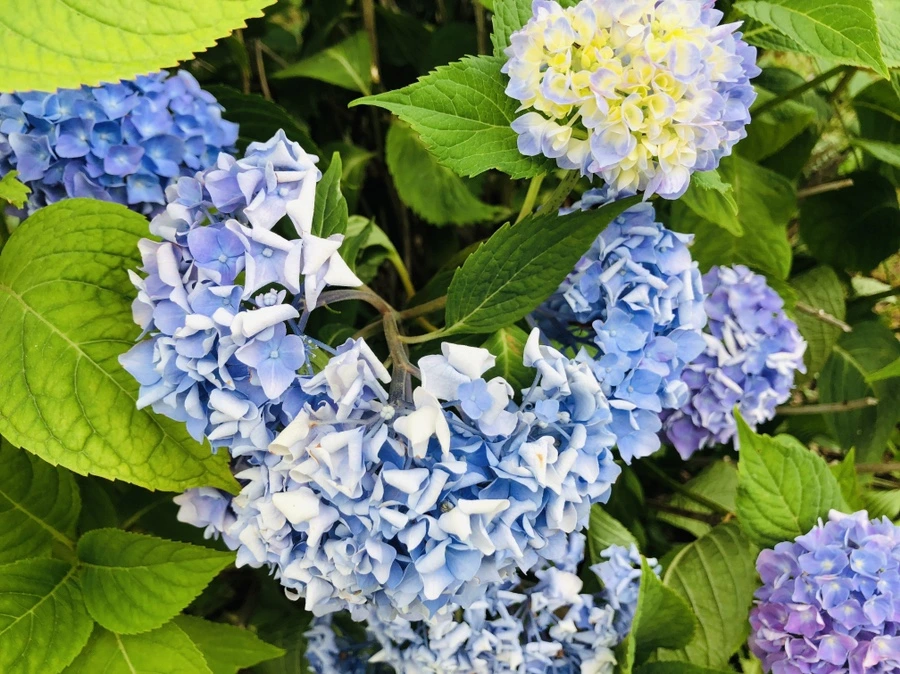 IMG_0505.jpg?type=w966