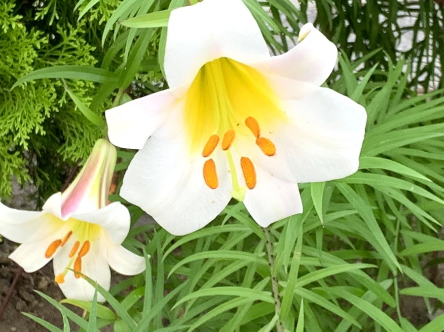 IMG_5920.jpg?type=w966