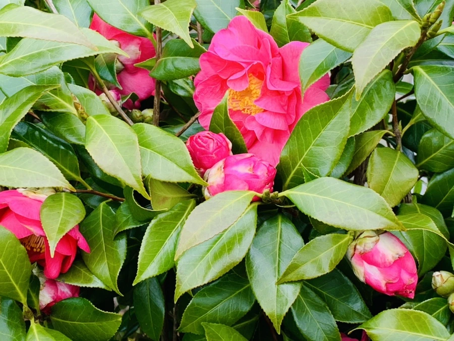 IMG_6663.jpg?type=w966