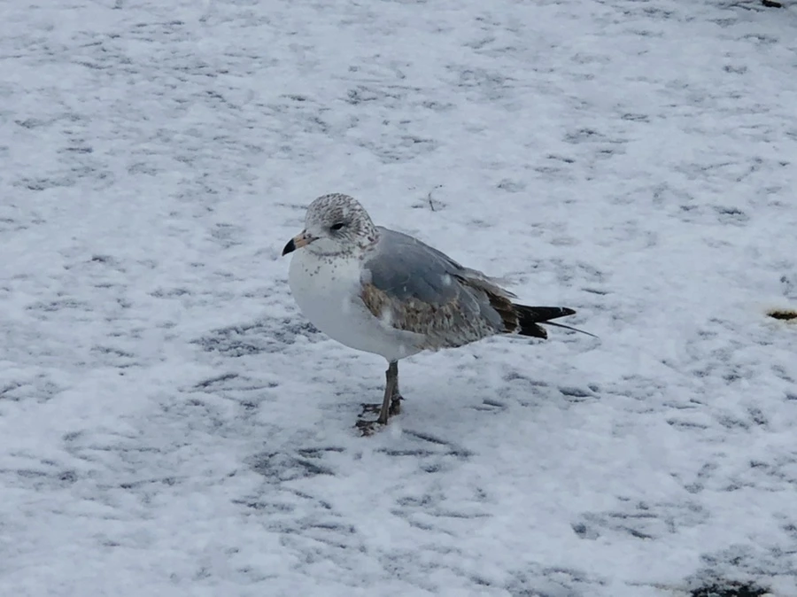 IMG_4236.jpg?type=w966