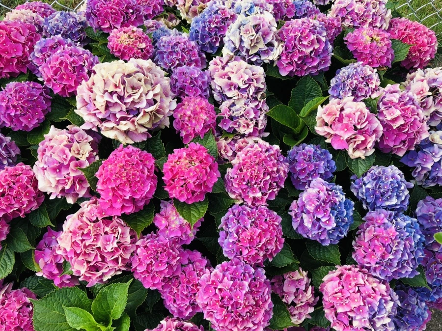 IMG_2964.jpg?type=w966