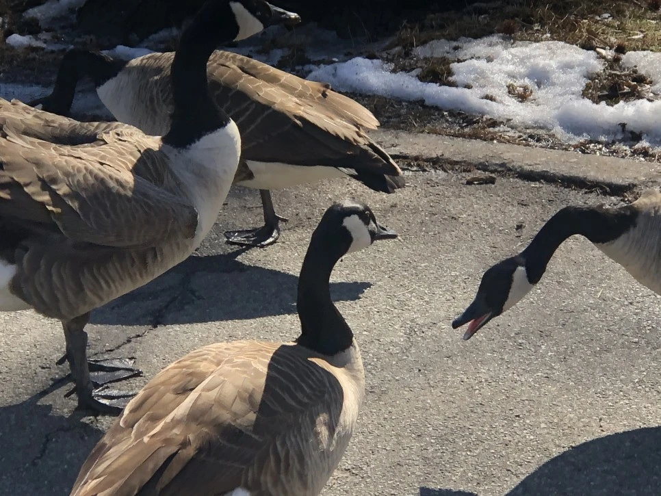 IMG_4578.jpg?type=w966