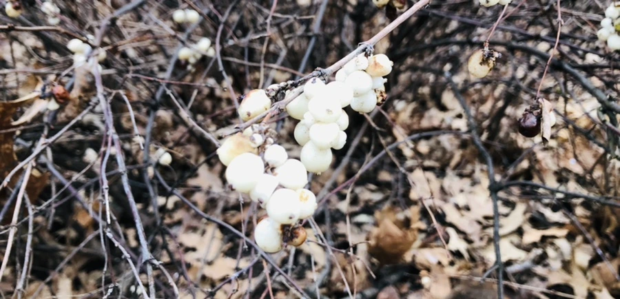 IMG_0074.jpg?type=w966