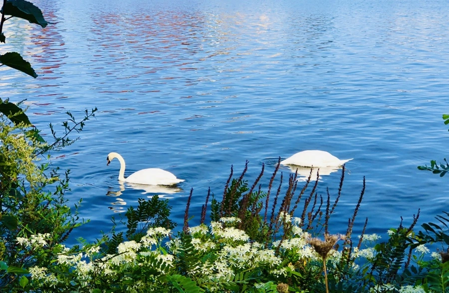 IMG_0928.jpg?type=w966