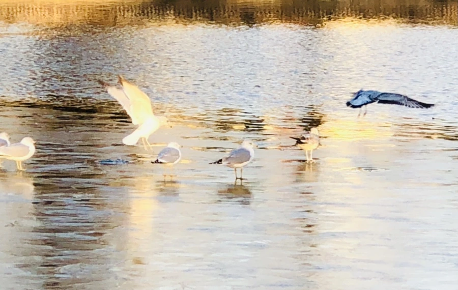 IMG_0867.jpg?type=w966