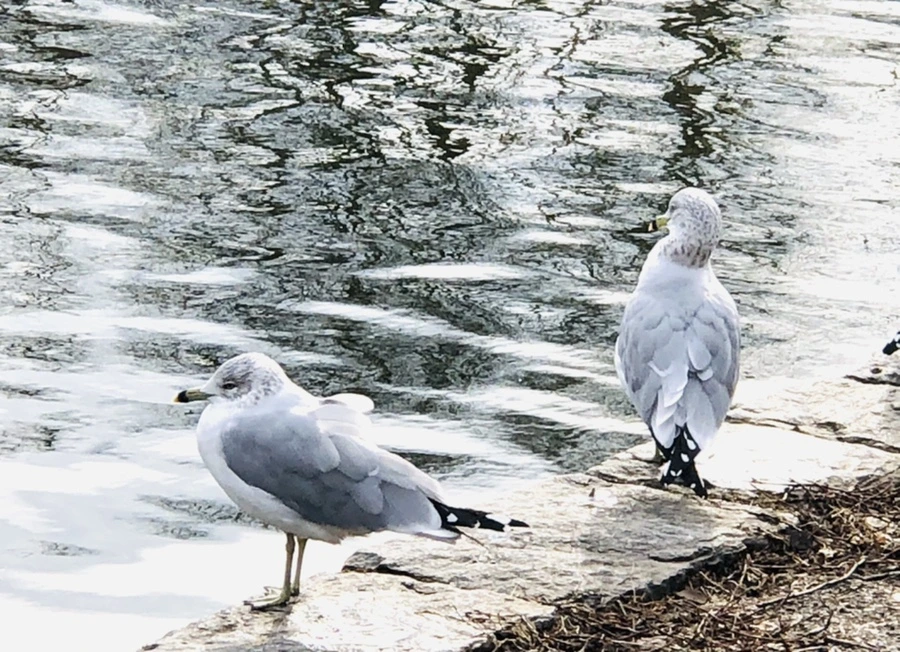 IMG_8732.jpg?type=w966