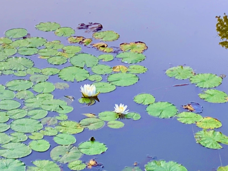 IMG_1073.jpg?type=w966