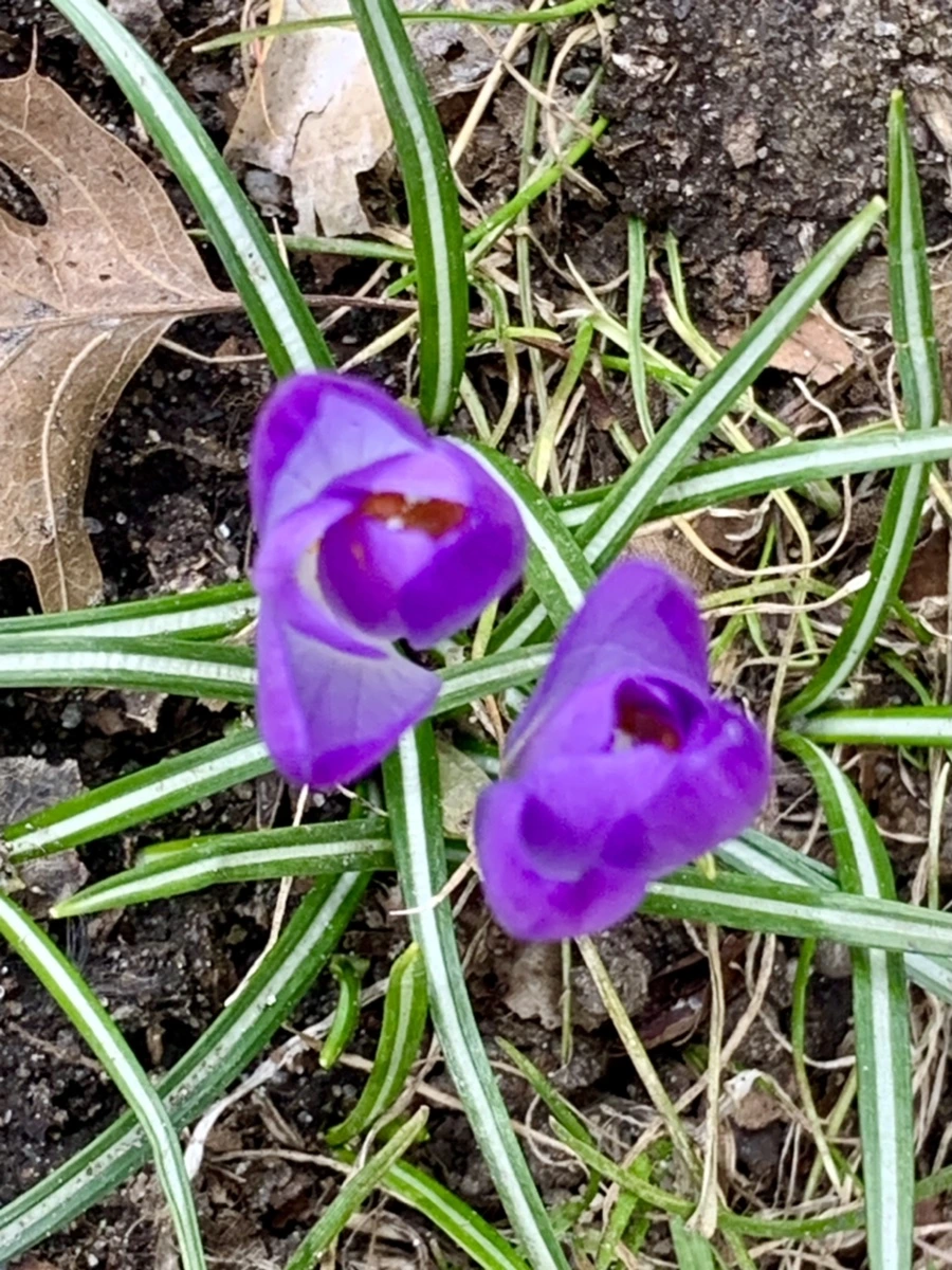 IMG_7080.jpg?type=w966