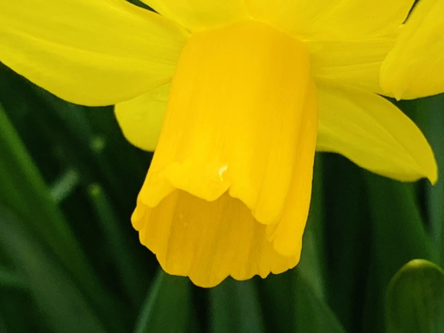 IMG_4037.jpg?type=w966