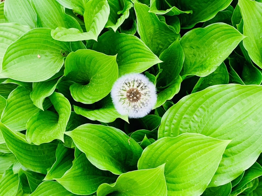 IMG_7801.jpg?type=w966