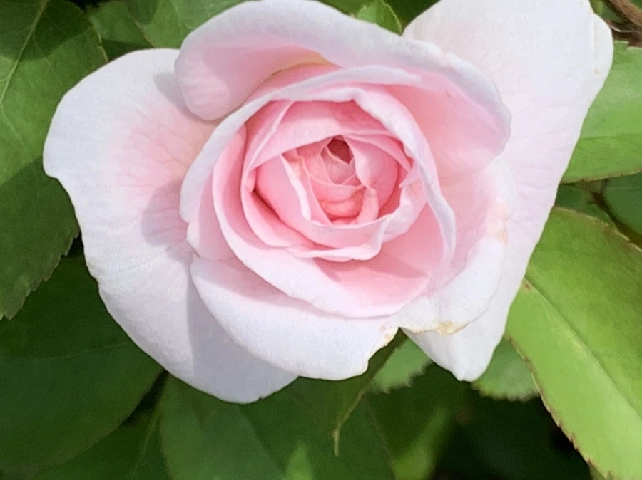 IMG_5433.jpg?type=w966