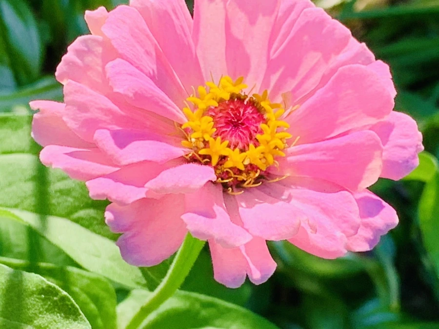 IMG_8735.jpg?type=w966