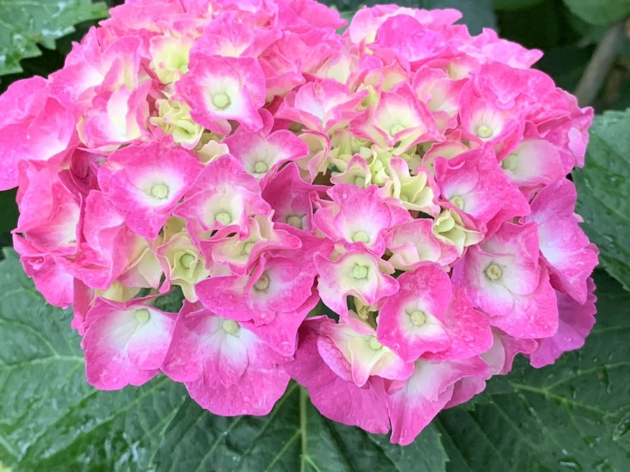 IMG_3500.jpg?type=w966