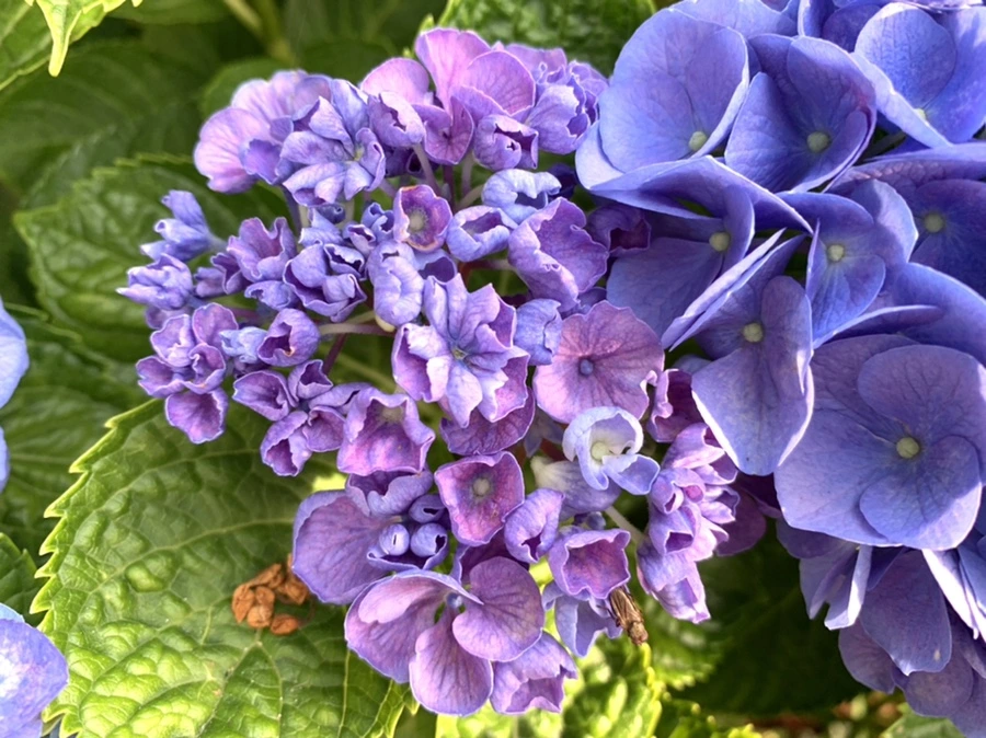 IMG_5979.jpg?type=w966