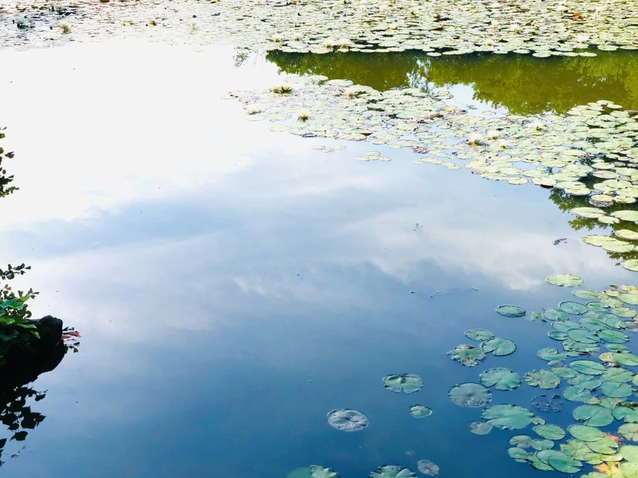 IMG_5016.jpg?type=w966