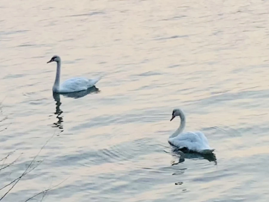 IMG_2339.jpg?type=w966