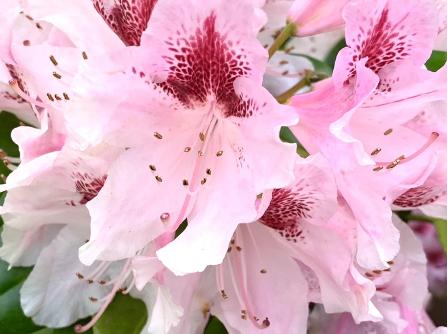 IMG_1473.jpg?type=w966