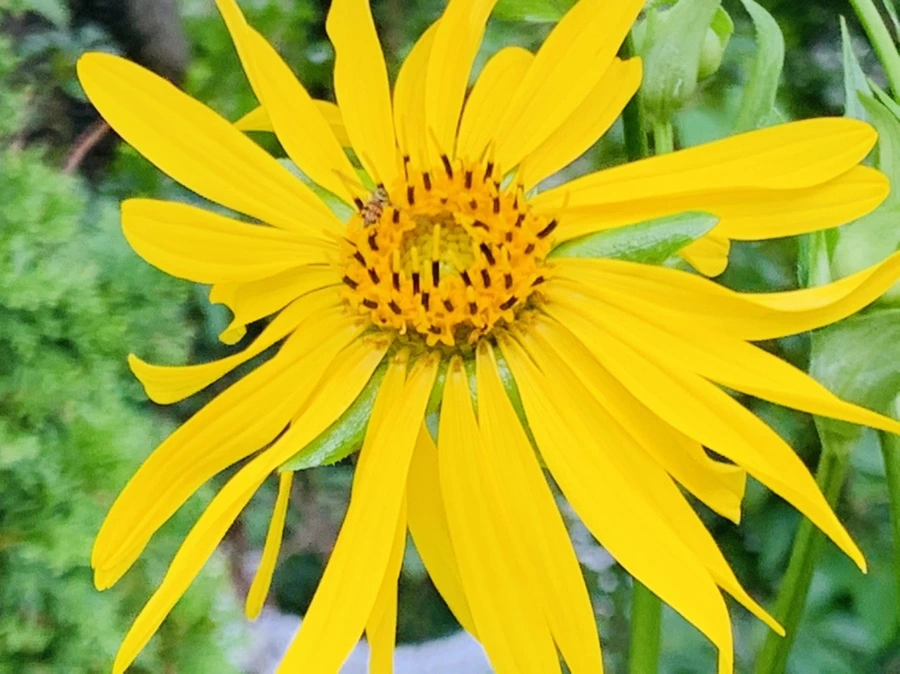 IMG_1081.jpg?type=w966