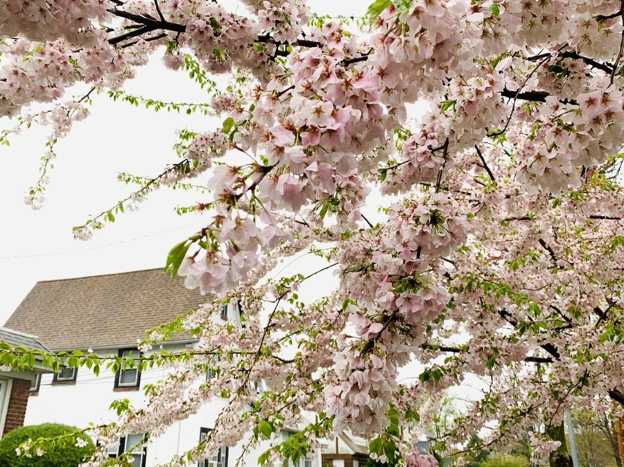 IMG_2258.jpg?type=w966