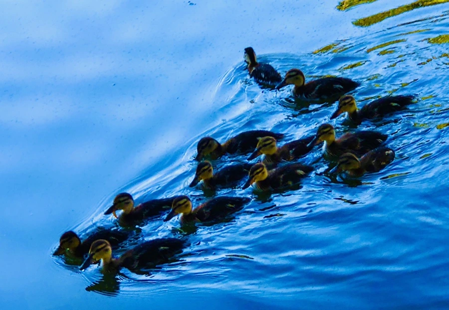 IMG_2716.jpg?type=w966