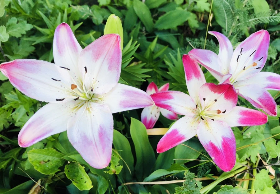 IMG_9386.jpg?type=w966