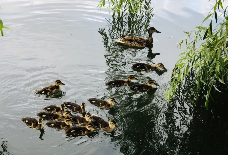 IMG_3119.jpg?type=w966