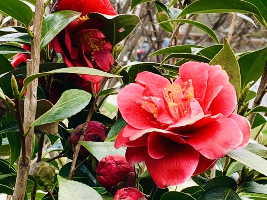 IMG_6631.jpg?type=w966