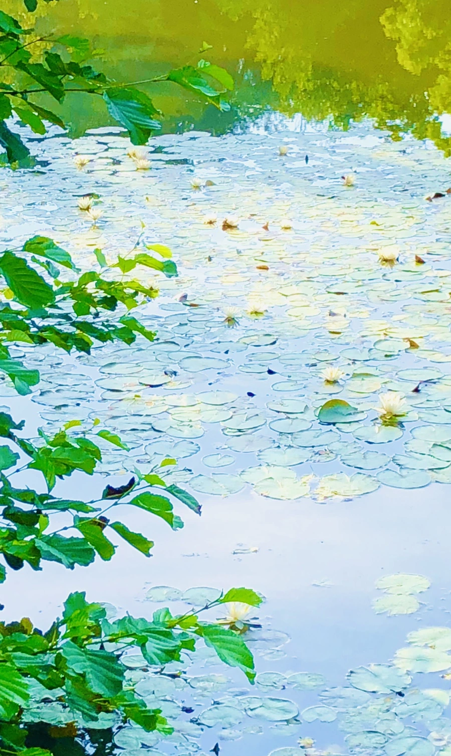 IMG_4909.jpg?type=w966