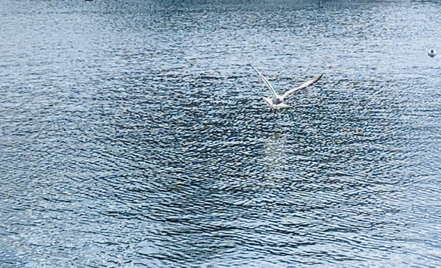 IMG_7257.jpg?type=w966