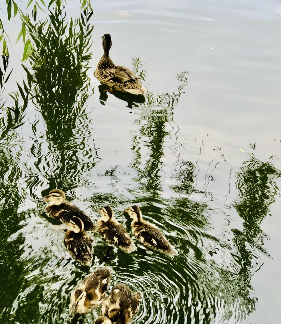 IMG_3145.jpg?type=w966