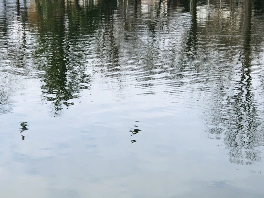 IMG_9881.jpg?type=w966