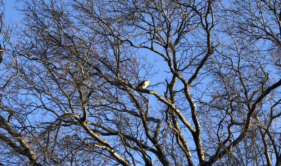 IMG_4833.jpg?type=w966