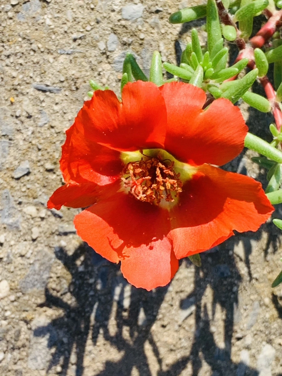 IMG_8385.jpg?type=w966