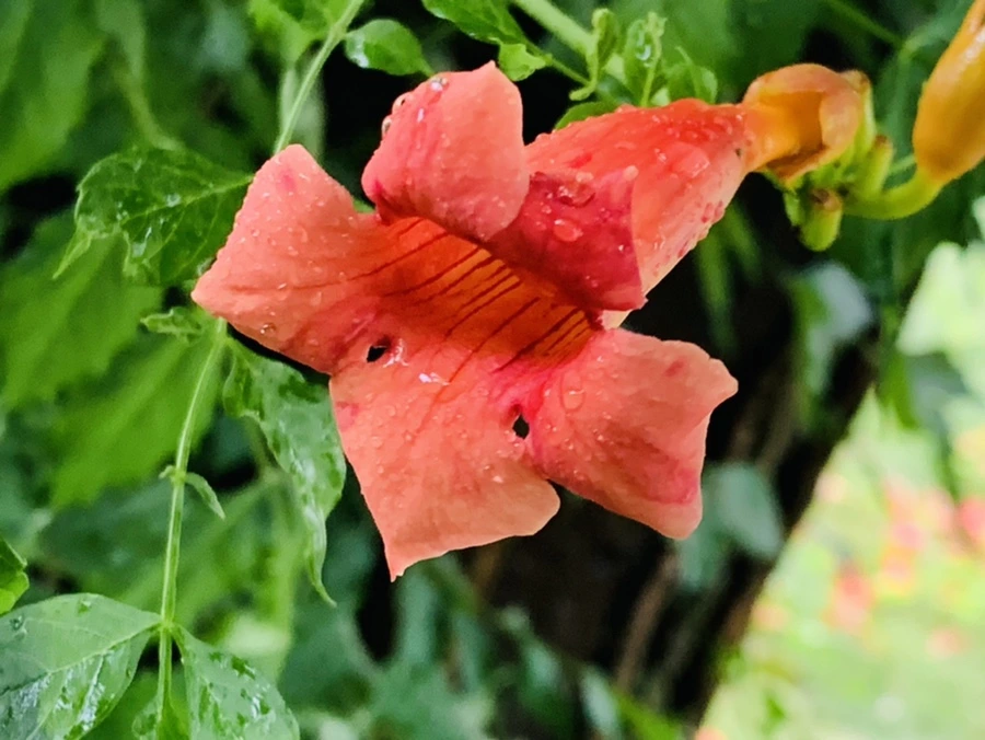 IMG_0057.jpg?type=w966