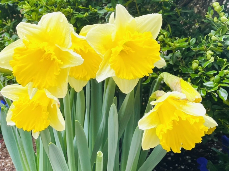 IMG_8686.jpg?type=w966