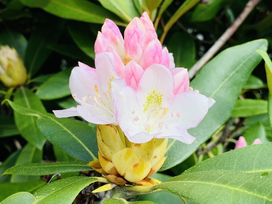 IMG_7342.jpg?type=w966