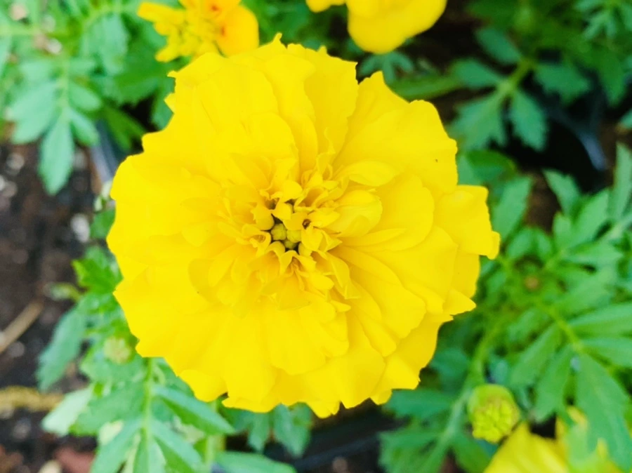 IMG_9056.jpg?type=w966