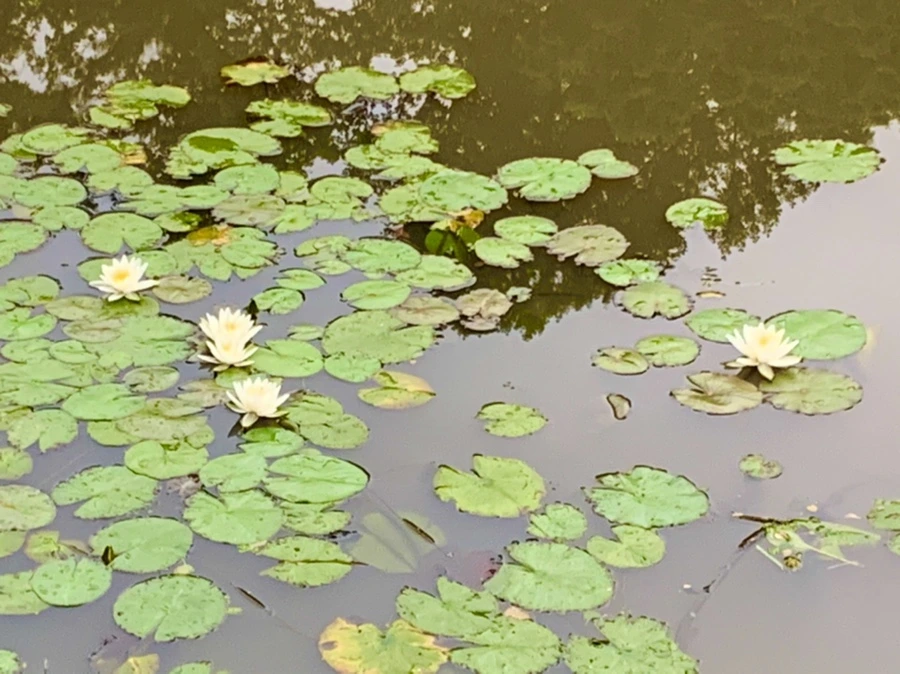 IMG_7155.jpg?type=w966