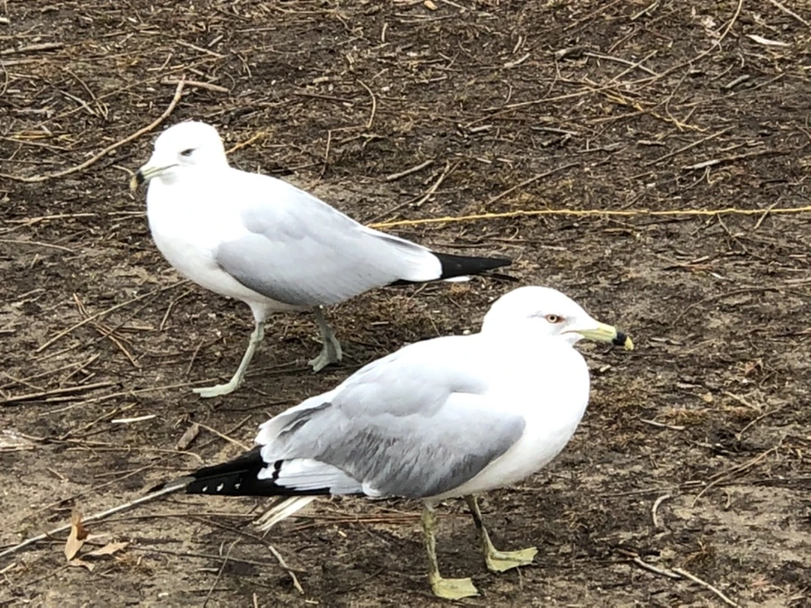 IMG_6121.jpg?type=w966