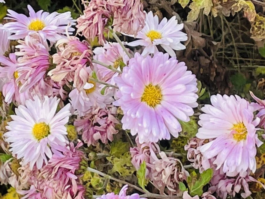 IMG_5902.jpg?type=w966