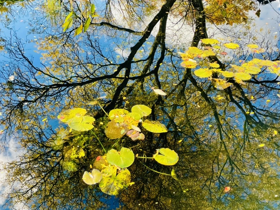 IMG_3157.jpg?type=w966