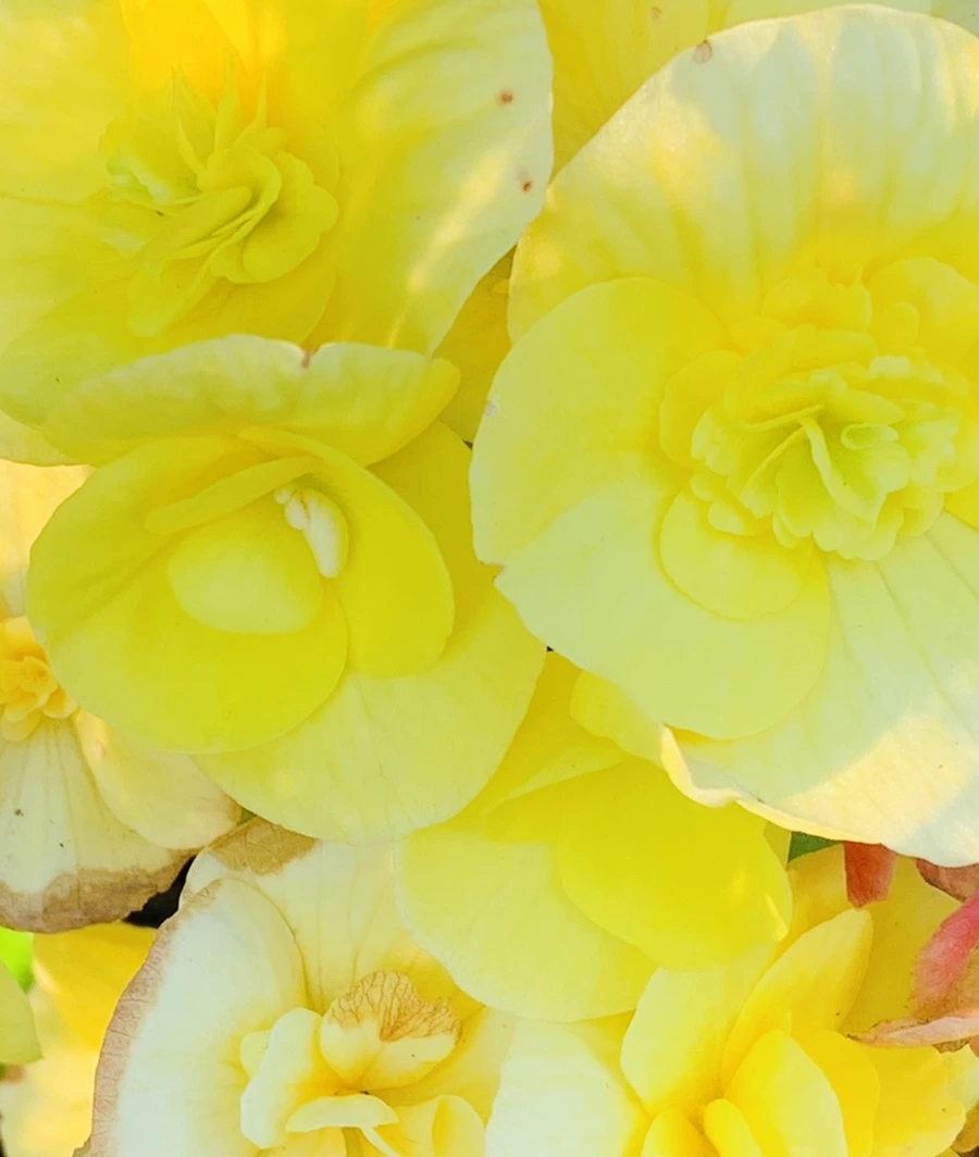 IMG_8320.jpg?type=w966