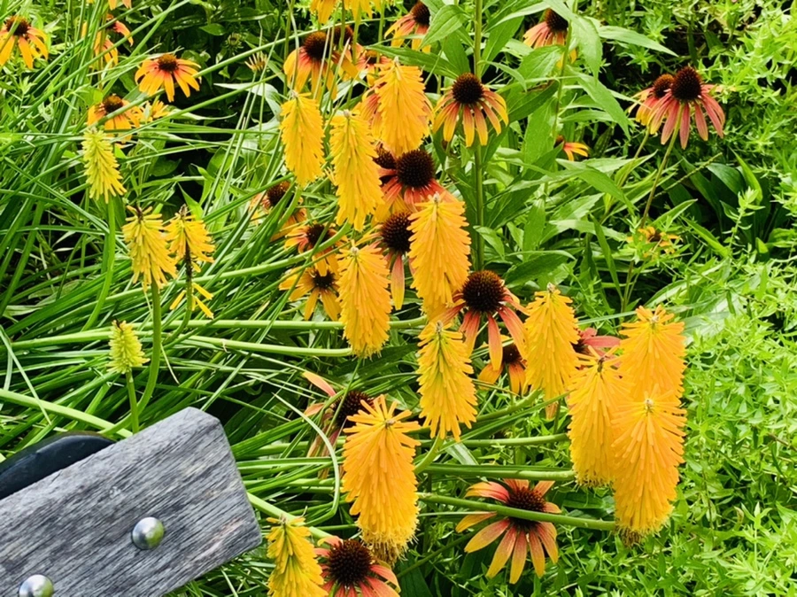 IMG_0596.jpg?type=w966