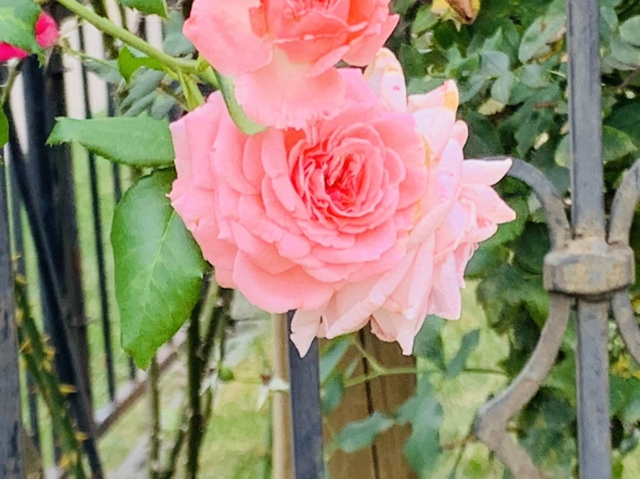 IMG_5926.jpg?type=w966