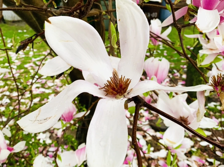 IMG_2363.jpg?type=w966