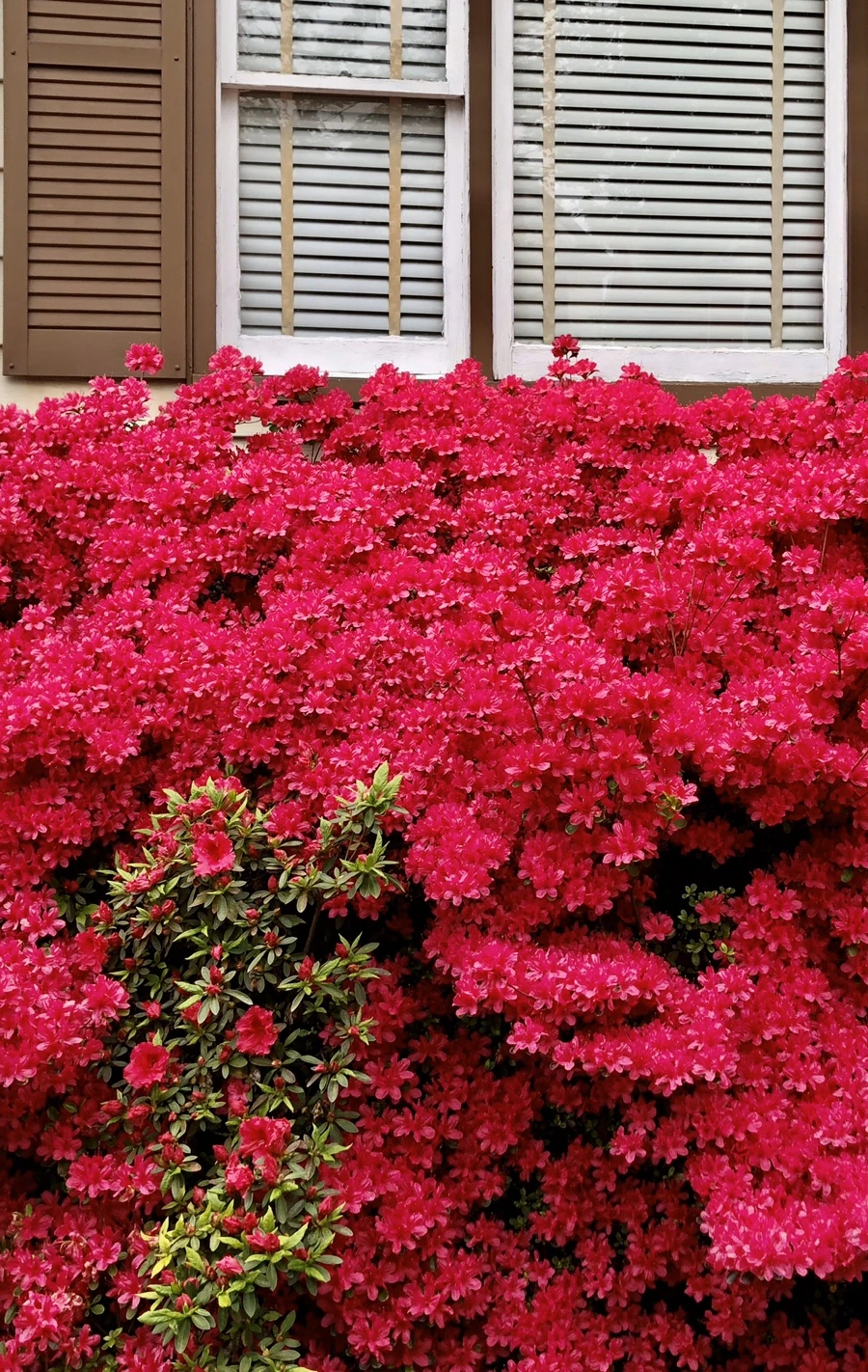 IMG_7268.jpg?type=w966