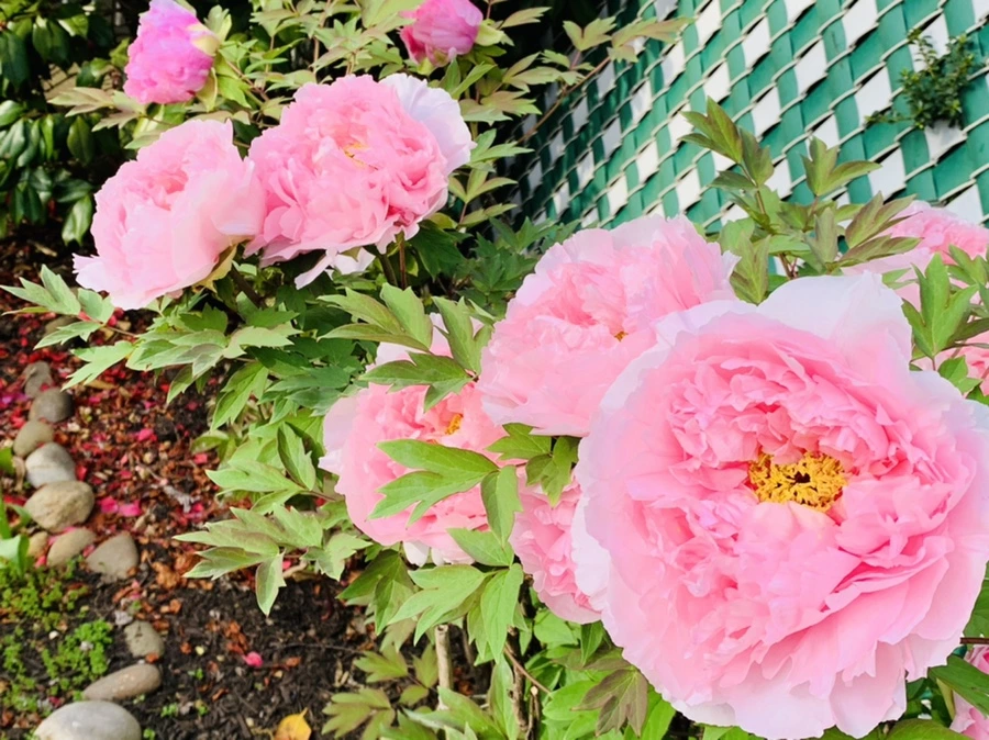 IMG_9097.jpg?type=w966