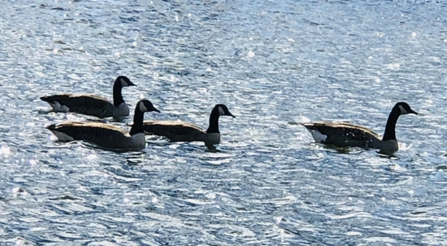 IMG_9202.jpg?type=w966