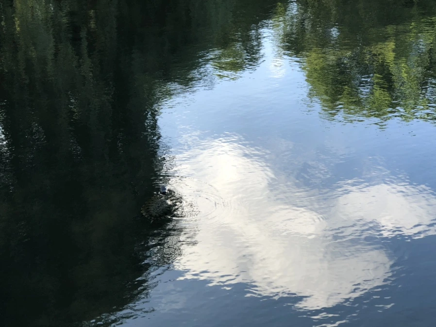 IMG_2901.jpg?type=w966