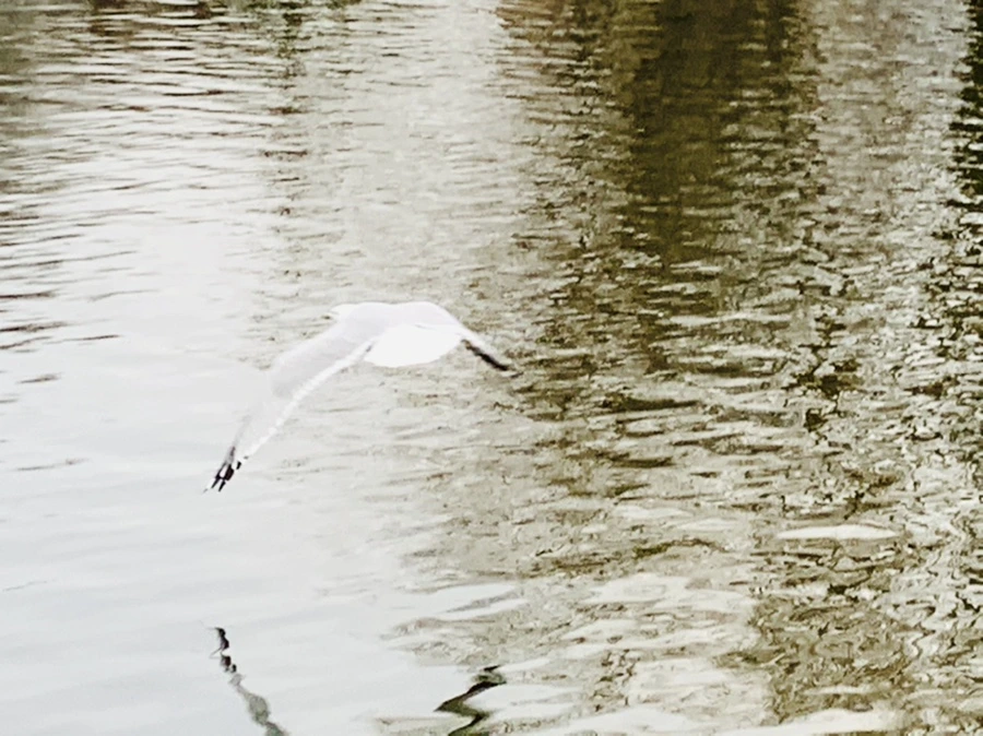 IMG_1758.jpg?type=w966